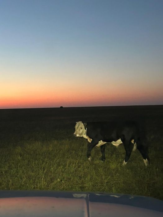 Подсос бұзаулар сатам