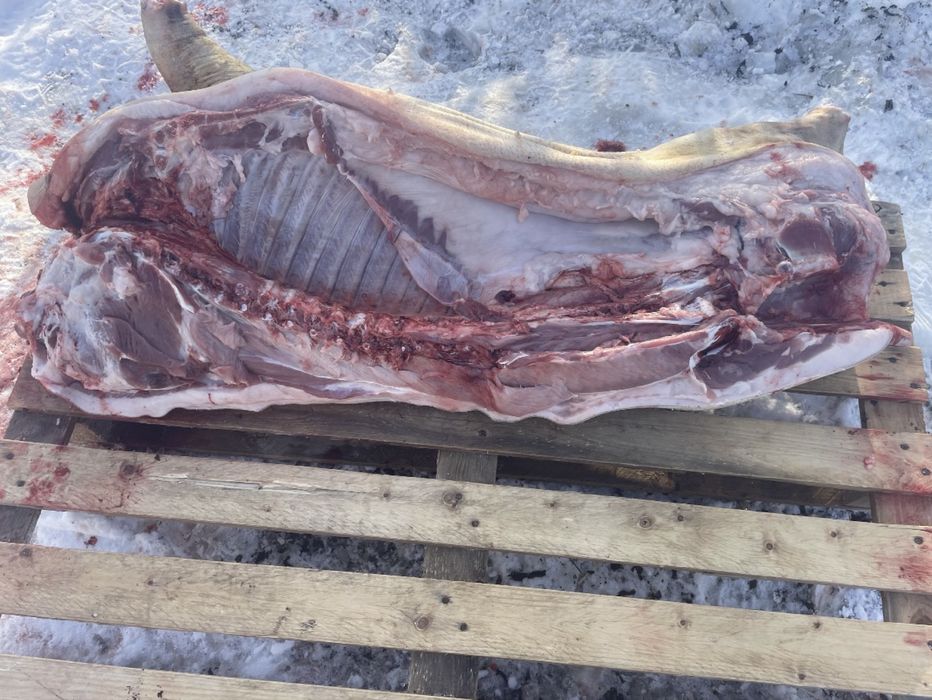 Продам мясо свинина