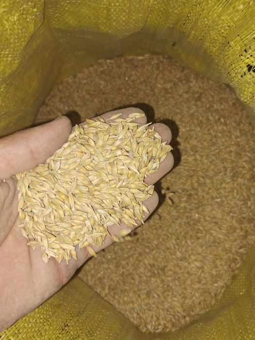 Toza arpa sotiladi