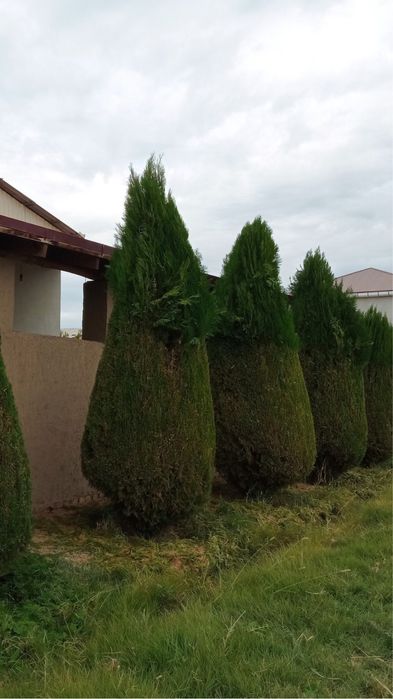 Archaga shakl berish