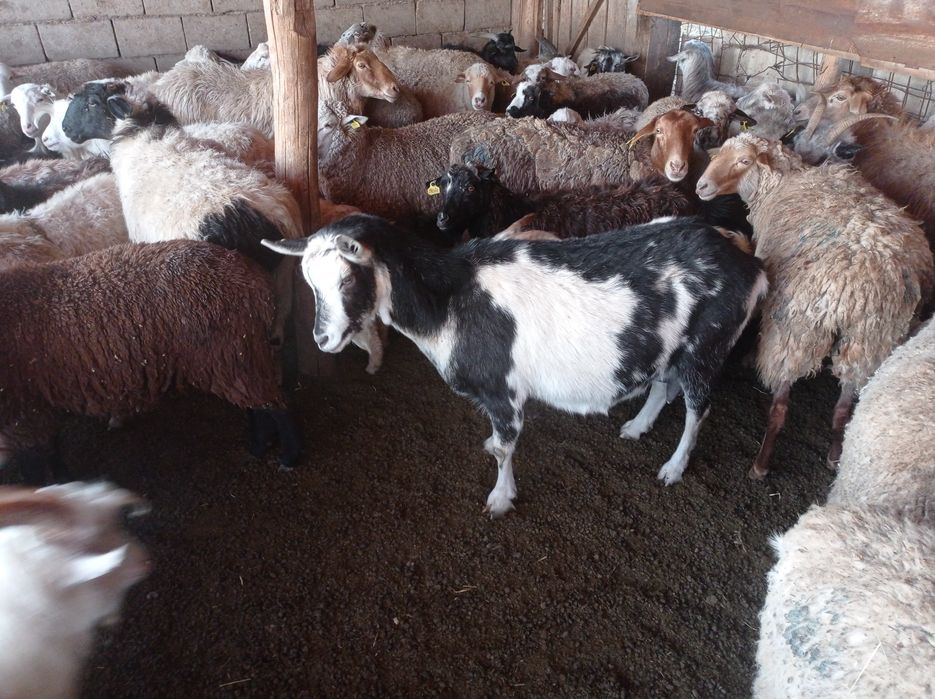 Занен ешкісі сатылады