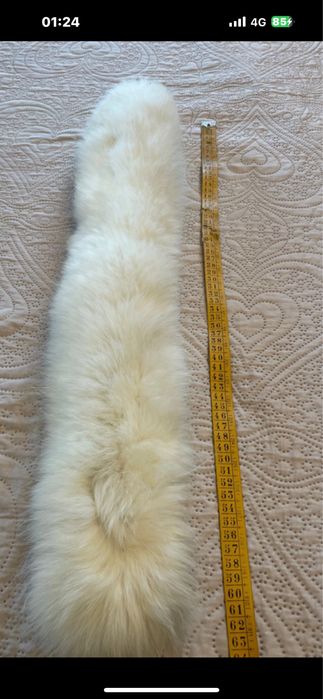 Guler de vulpe polara