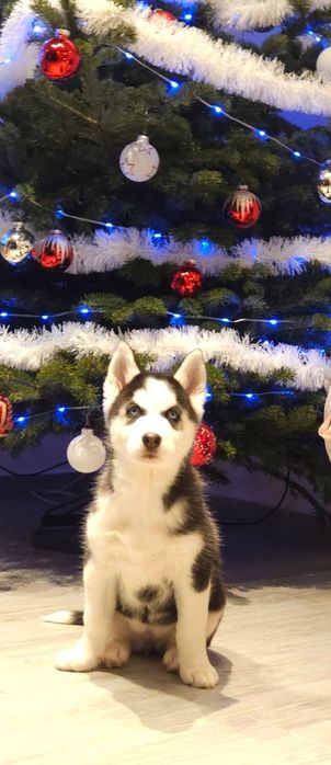 Pui husky siberian femela