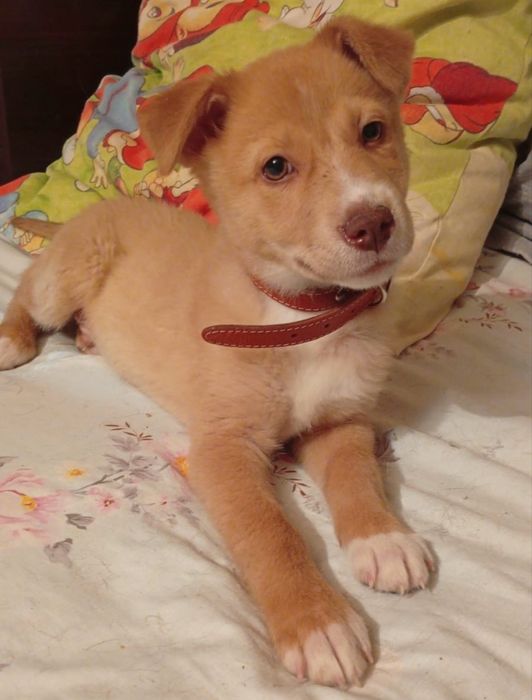 Отдам  щенков в добрые руки