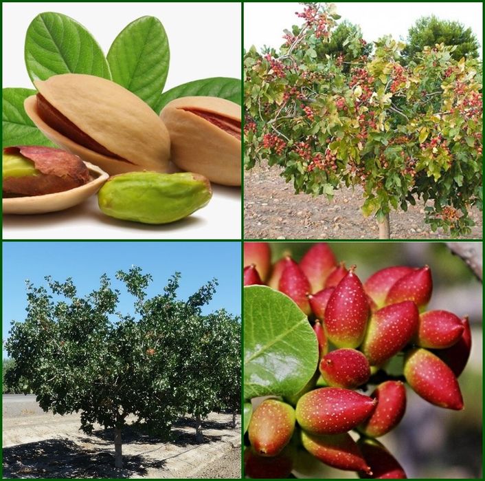 Pomi Fructiferi Exotici (FISTIC)