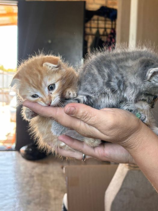 Отдам котят в добрые руки