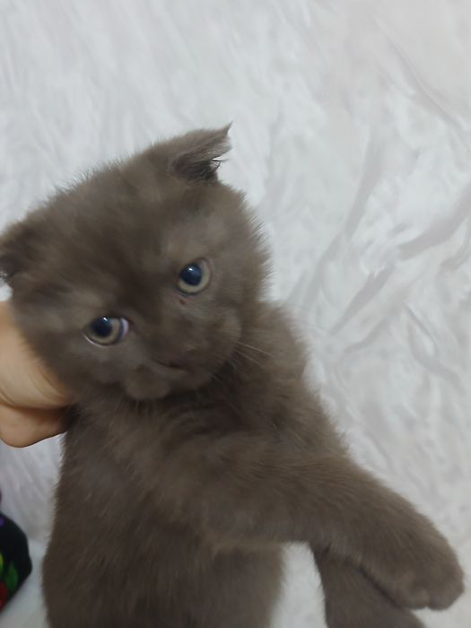 Scottish fold mushuk sotiladi