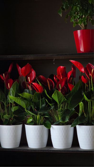 Цветок Антуриум известный как мужское счастье