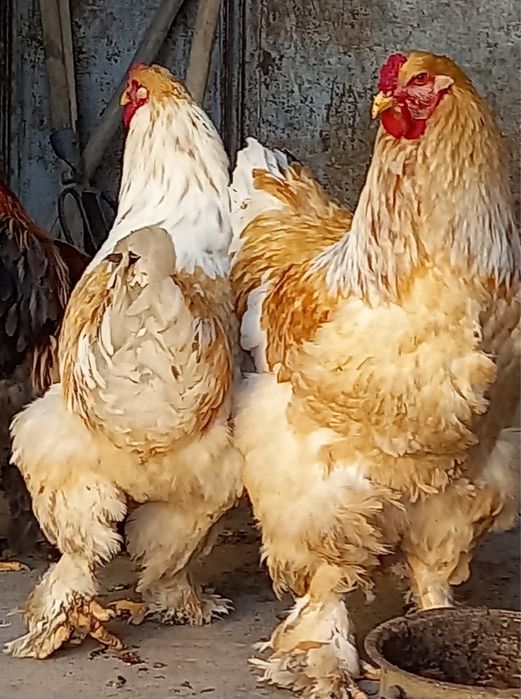 Лимон брама