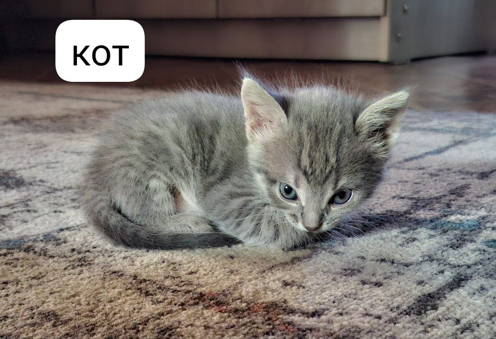 Котята домашние бесплатно