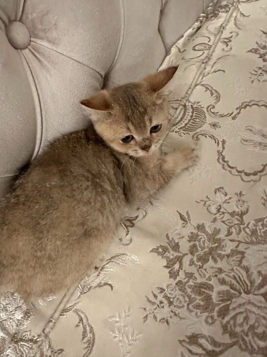 Продам котят золотистой шиншилы