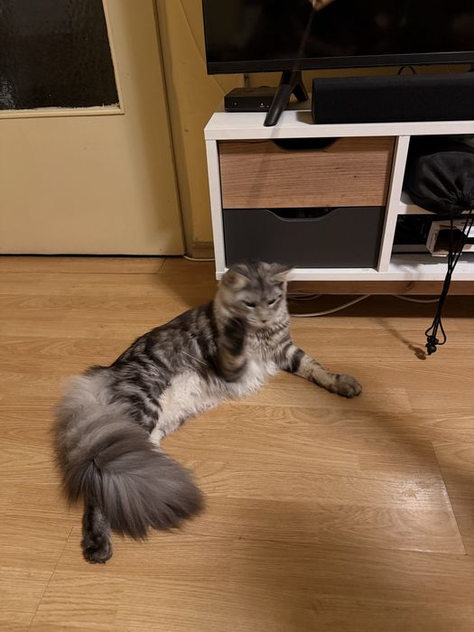 Мейн Куун мъжко коте