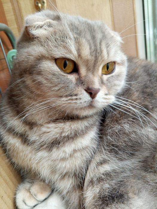 Кошечка вислоухая. Даром