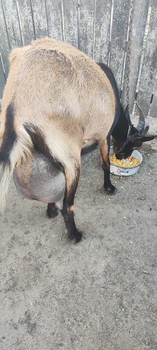 Capre de rasă Sannen-Alpină Franceză