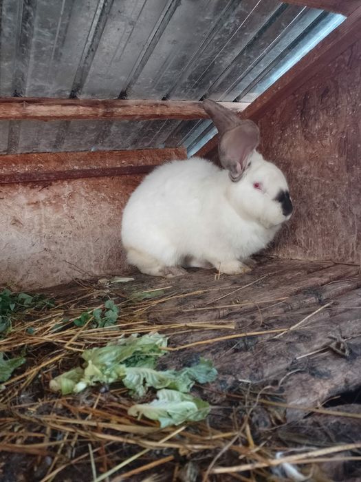 Iepuri belgieni de vânzare unele sunt gestante sau schimb cu rate gîșt