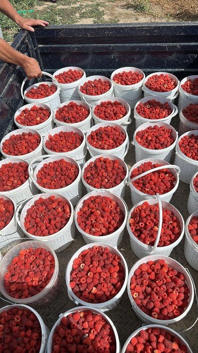 Рассада  клубники. Малины Продам