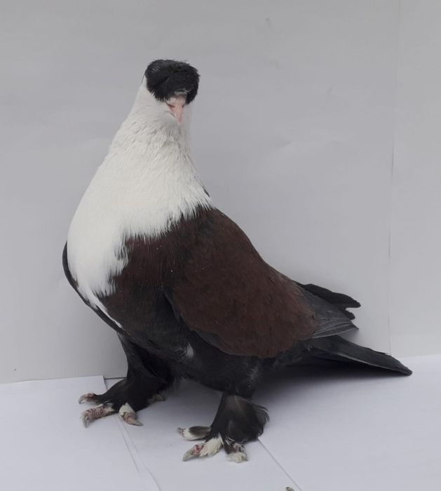 Продам голубей породы Шахшарли