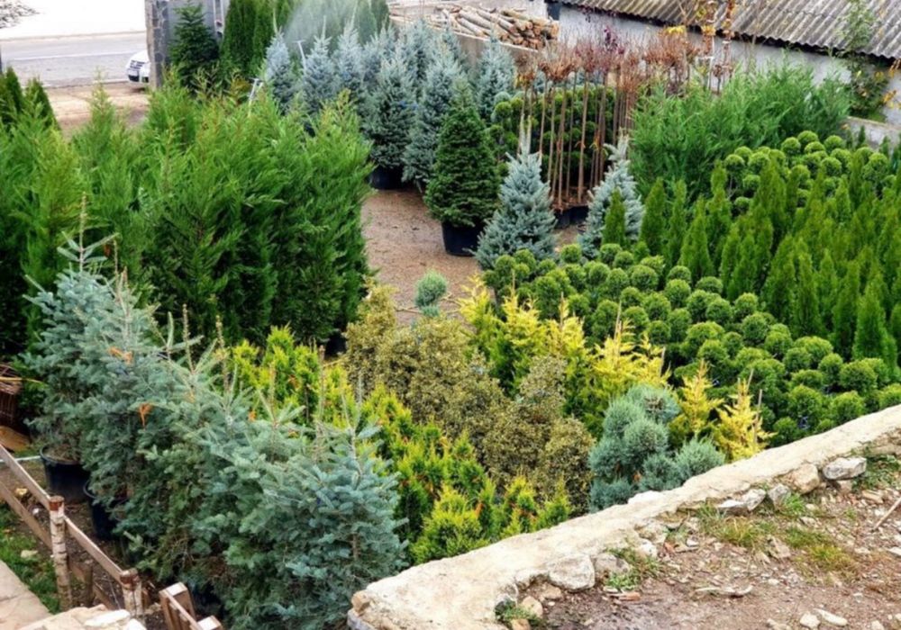 Leylandii gard viu mesteacan spirala laur englezesc la pret minim