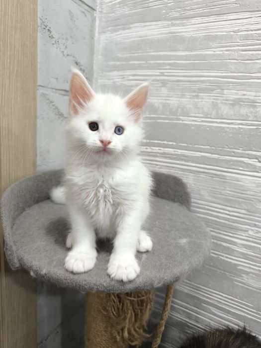 Продам котят Мейкун