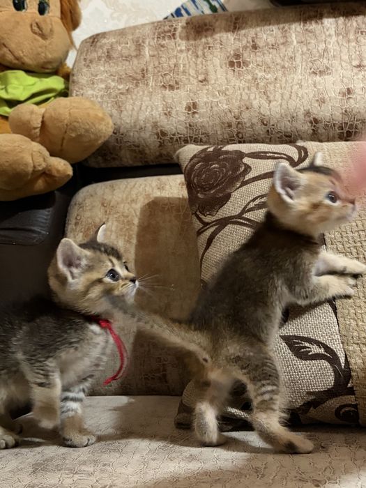Шотландские котята