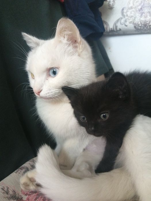 Продам котят, пародистые