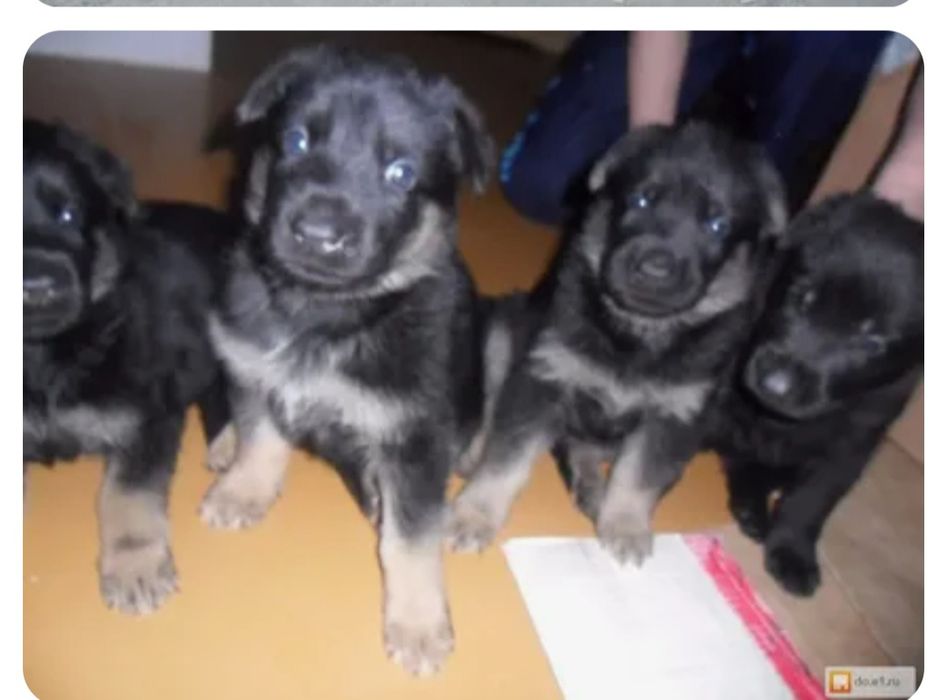 Продам щенков ВЕО