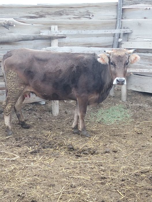 Продам молодую корову