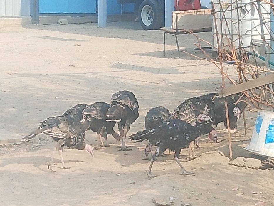 Ундик прадам 10000