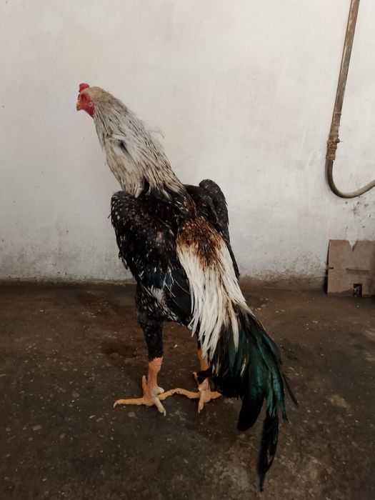 Шоже кораз сатылады