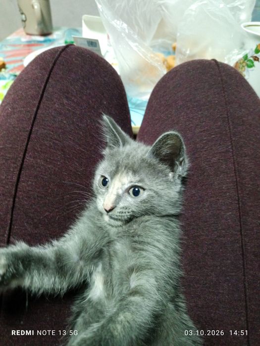 Отдам котенка девочку в добрые руки