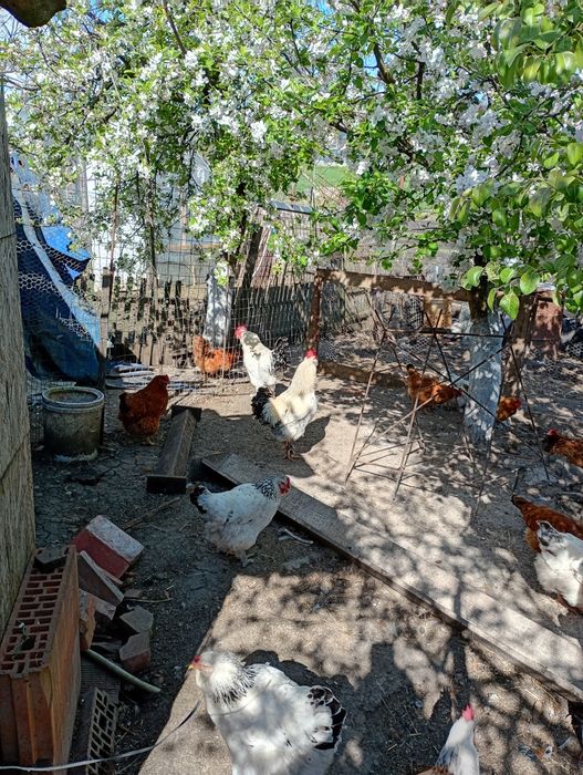 Vând ouă pentru incubat