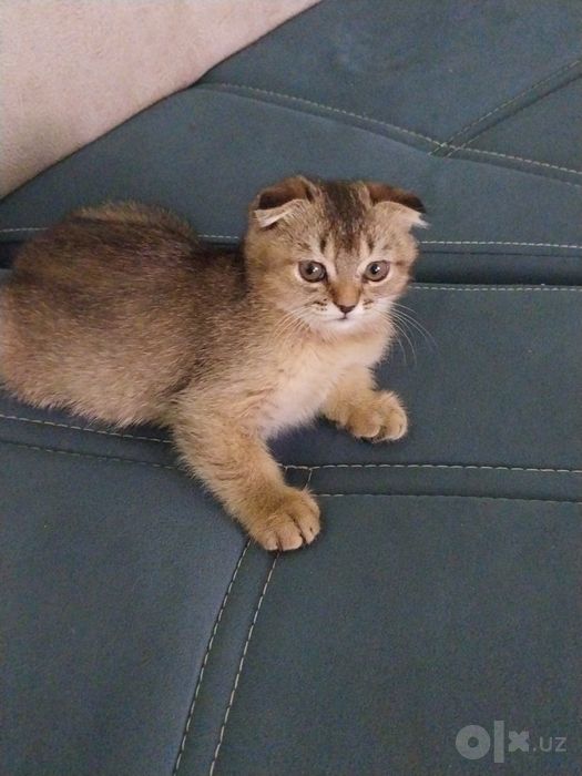 Раздаются породистые котята