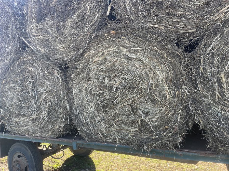 Baloti de fan costrei fan