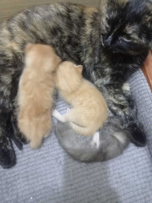 Котята  через 2 месяца