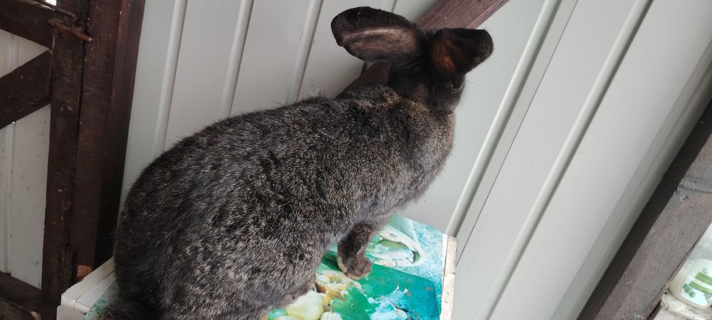 Vând iepuroaică UG