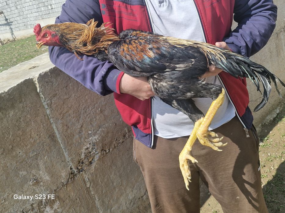 Супер шоже кораздар сатылады срочна