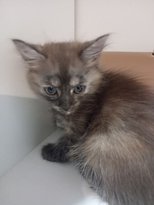 Отдам котят в хорошие добрые руки!!!