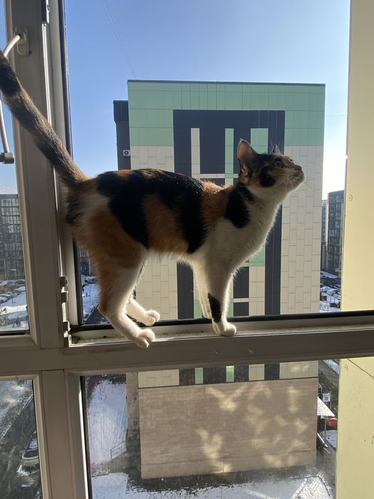 Отдам коёгка КОЛИКО