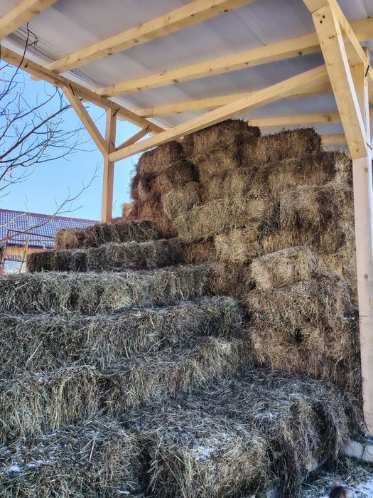 Vând baloți de lucernă