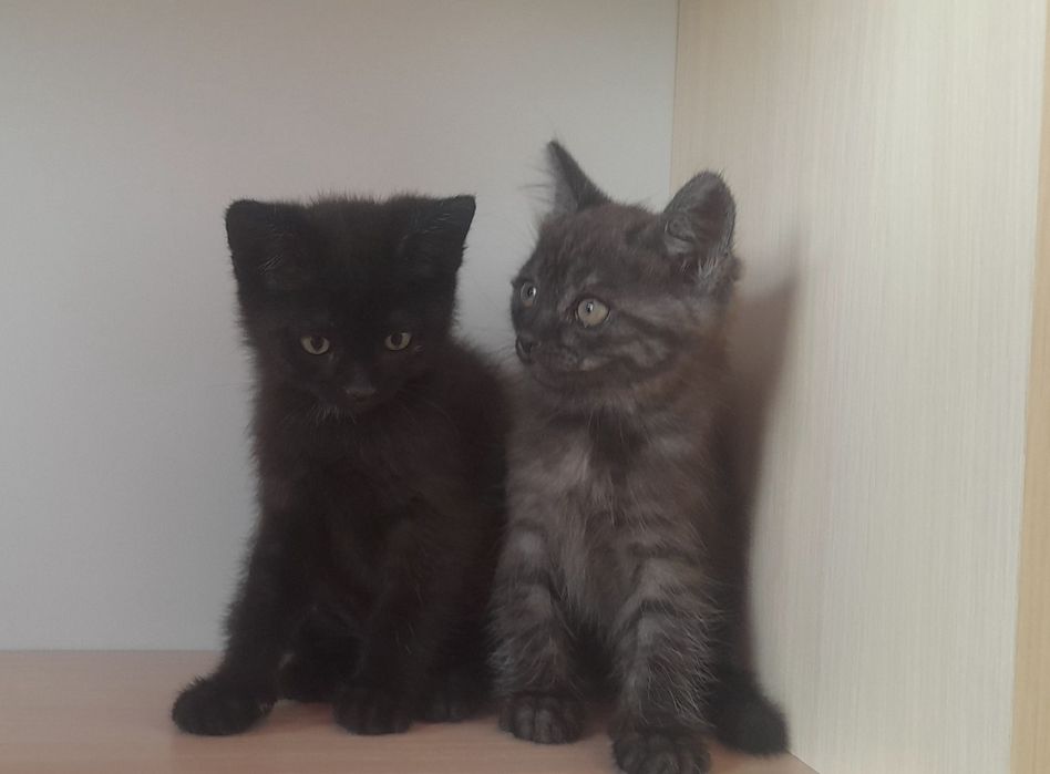 Отдам котят в добрые руки