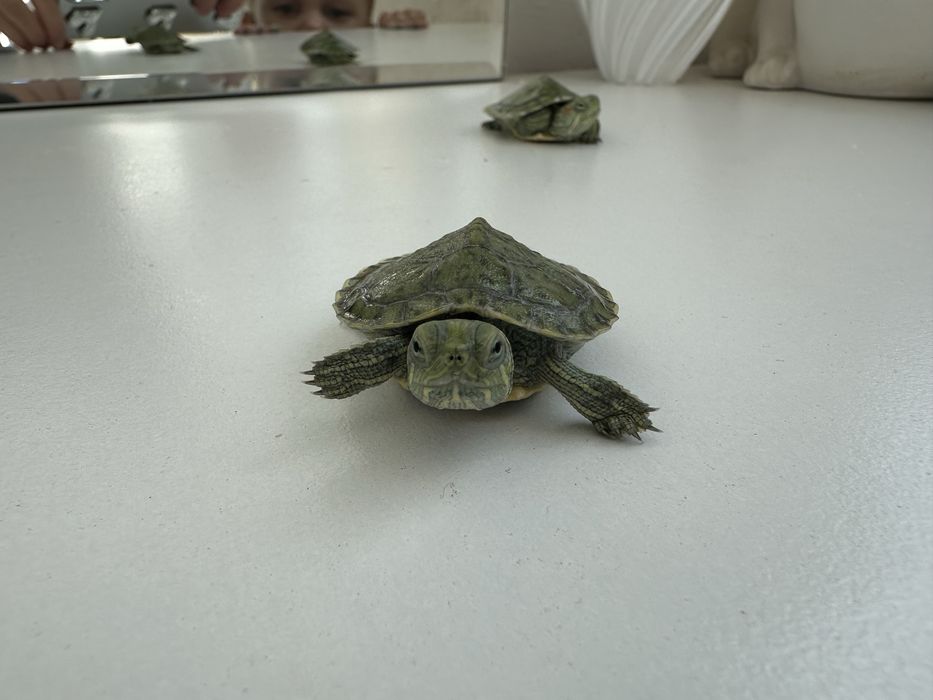 Продам черепашек вместе с аквариумом