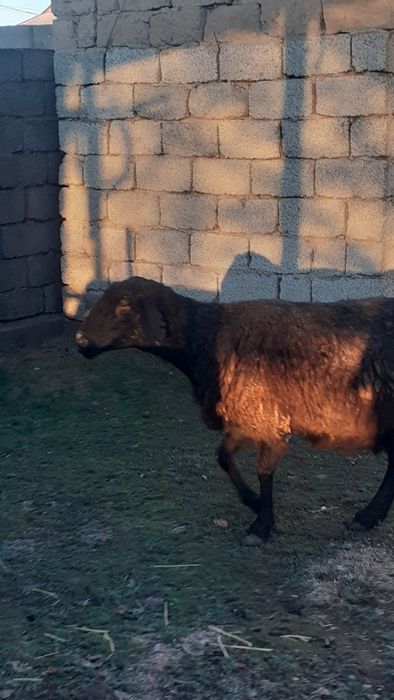 Қоилар сатылады жемде тұрған