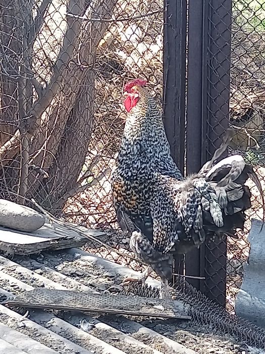 Питухи курицы продажа обмен