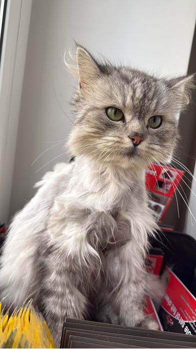 Отдам кошку возраст до года девочка