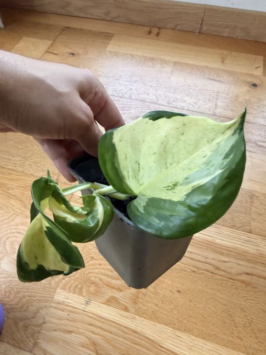 Epipremnum aureum – вариегатен