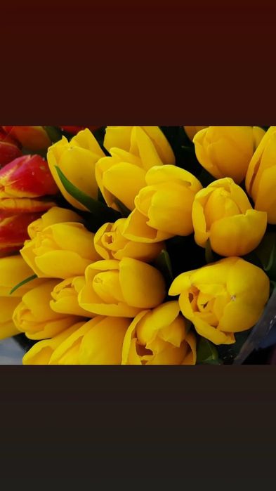 Шикарные тюльпаны в наличии