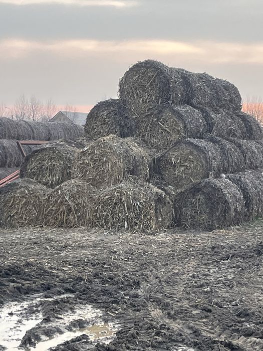 Vand baloti de fan / paie / tulei