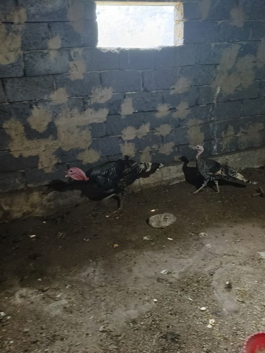Продам индюков бронза