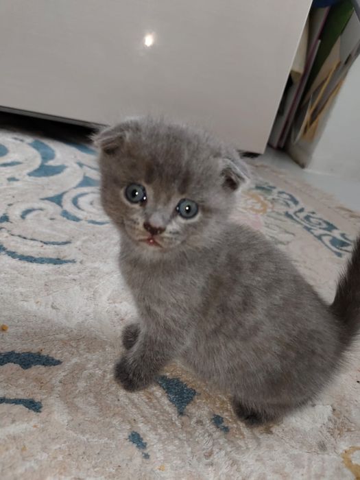 Кот. Веслоухий британец