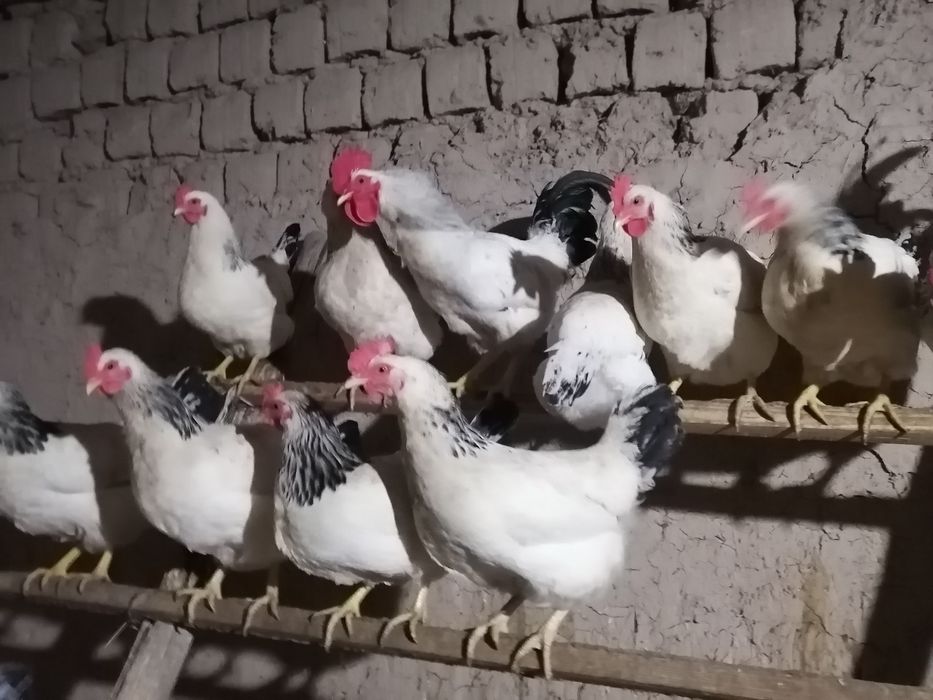 Инкубаторға жұмыртқа